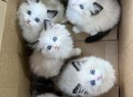 Ragdoll - Ragdoll Kitten For Sale - City Industry&comma; CA&comma; US