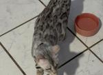 Storm and Chip litter - Bengal Kitten For Sale - Tallahassee&comma; FL&comma; US