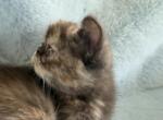 Exotic chocolate Tortie girl - Exotic Kitten For Sale - Palm Coast&comma; FL&comma; US
