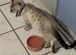 Coconut litter - Bengal Kitten For Sale - Tallahassee&comma; FL&comma; US