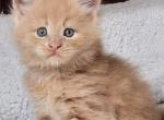 Greenjack ApexNC - Maine Coon Kitten For Sale - Apex&comma; NC&comma; US