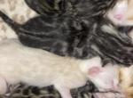 Sky - Bengal Kitten For Sale - Phoenix&comma; AZ&comma; US