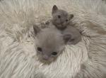 Burmese - Burmese Kitten For Sale - Jamesport&comma; MO&comma; US