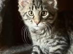 Miquel of Donnelly - Maine Coon Kitten For Sale - Port Clinton&comma; OH&comma; US