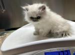 Female Blue Cream Point Doll Face Persian - Persian Kitten For Sale - River Falls&comma; WI&comma; US