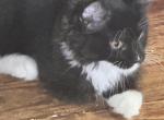 Banksy of Donnelly - Maine Coon Kitten For Sale - Port Clinton&comma; OH&comma; US