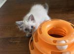 Sophia and Gus - Ragdoll Kitten For Sale - Aiken&comma; SC&comma; US
