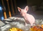 Voodoo Sphynx Massachusetts - Sphynx Kitten For Sale - Brockton&comma; MA&comma; US