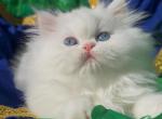 Beautiful dollface white blue eyes - Persian Kitten For Sale - CA&comma; US