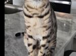 Jasper - Bengal Cat For Sale - Bradenton&comma; FL&comma; US