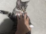 Siesami - Domestic Kitten For Adoption - 