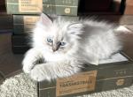 LIBRA - Siberian Kitten For Sale - Bonita Springs&comma; FL&comma; US