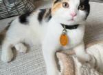 Marsha - Scottish Fold Kitten For Sale - AND&comma; SC&comma; US