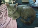 Loopy Curlie - American Curl Kitten For Sale - Bennington&comma; VT&comma; US