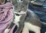 Carini Curlie - American Ringtail Kitten For Sale - Bennington&comma; VT&comma; US