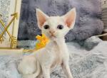Sport - Devon Rex Kitten For Sale - City Industry&comma; CA&comma; US