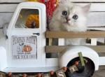 Miso Fall litter - Persian Kitten For Sale - FL&comma; US