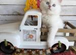 Miso Fall litter - Persian Kitten For Sale - FL&comma; US