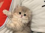 Galaxy - British Shorthair Kitten For Sale - City Industry&comma; CA&comma; US