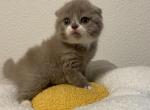 Bicolor Scottish Fold male kitten - Scottish Fold Kitten For Sale - 