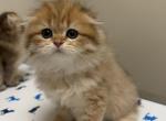 STELIOS - Highlander Kitten For Sale - Elverson&comma; PA&comma; US