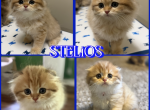 STELIOS - Highlander Kitten For Sale - 