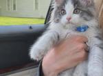 poppy and Fern - Maine Coon Kitten For Sale - Monroe&comma; OH&comma; US