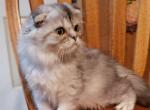 Terry - Ragdoll Kitten For Sale - Howell&comma; MI&comma; US