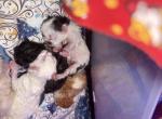 Wednesday and Lydia  Sweetest Floofies - Persian Kitten For Sale - Brooklyn&comma; NY&comma; US