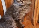 Sparky - Ragdoll Kitten For Sale - Howell&comma; MI&comma; US