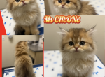 CHEONE - British Shorthair Kitten For Sale - Elverson&comma; PA&comma; US