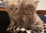 Ragdoll Persians - Ragdoll Kitten For Sale - Moravian Falls&comma; NC&comma; US