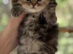 Zoeys and Biscuits Litter Girl - Munchkin Kitten For Sale - Iron Station&comma; NC&comma; US