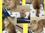 TEUTA - British Shorthair Kitten For Sale - Elverson&comma; PA&comma; US