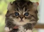 Zoeys and Biscuits Litter Boy - Munchkin Kitten For Sale - 