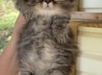 Lunas and Biscuits Litter Boy - Minuet Kitten For Sale - 