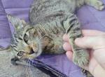 Rumi - Domestic Kitten For Adoption - Hoschton&comma; GA&comma; US
