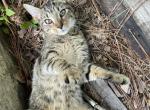 Lyra - Domestic Kitten For Adoption - Hoschton&comma; GA&comma; US