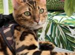 Richie - Bengal Kitten For Sale - Jackson&comma; NJ&comma; US