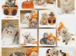 CFA Health Tested Himalayans - Himalayan Kitten For Sale - FL&comma; US