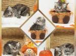 Adele CFA Health Tested - Persian Kitten For Sale - 