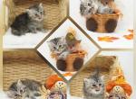 Selena CFA Health Tested - Persian Kitten For Sale - 