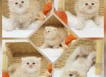 Bruno CFA Health Tested - Persian Kitten For Sale - 