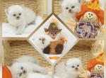 Drake CFA Health Tested - Himalayan Kitten For Sale - FL&comma; US