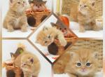 Freya CFA Health Tested - Persian Kitten For Sale - FL&comma; US