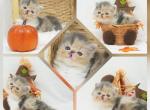 Iris CFA Health Tested - Persian Kitten For Sale - FL&comma; US