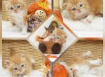 Jupiter CFA Health Tested - Persian Kitten For Sale - FL&comma; US