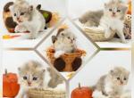 Mercy CFA Health Tested - Persian Kitten For Sale - FL&comma; US