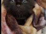 Milo - Domestic Kitten For Adoption - Loganville&comma; GA&comma; US