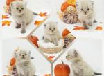 Alexander CFA Health Tested - Himalayan Kitten For Sale - FL&comma; US